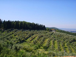 Un oliveto